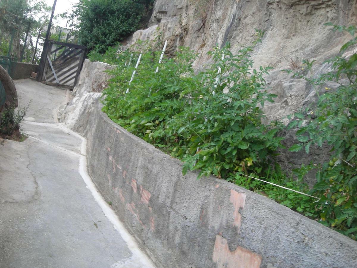 拉科博雷诺住宿加早餐旅馆 索伦托 外观 照片